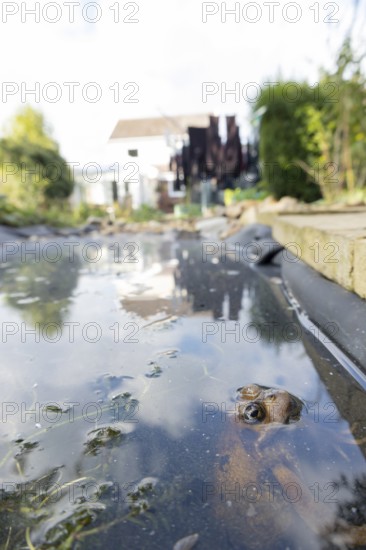 Common frog (Rana temporaria) adult amphibian on the water surface of a garden pond with a house in the background England, United Kingdom