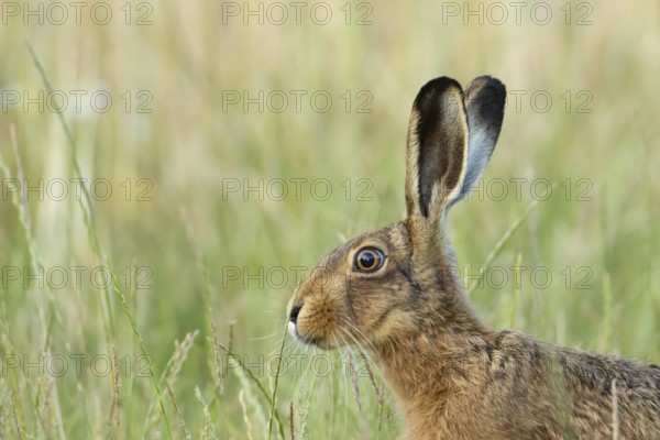 European brown hare (Lepus europaeus) adult animal in a farmland field in summer, England, United Kingdom