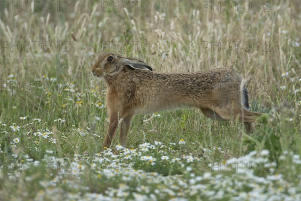 European brown hare (Lepus europaeus) adult animal stretching in a farmland field in summer, England, United Kingdom