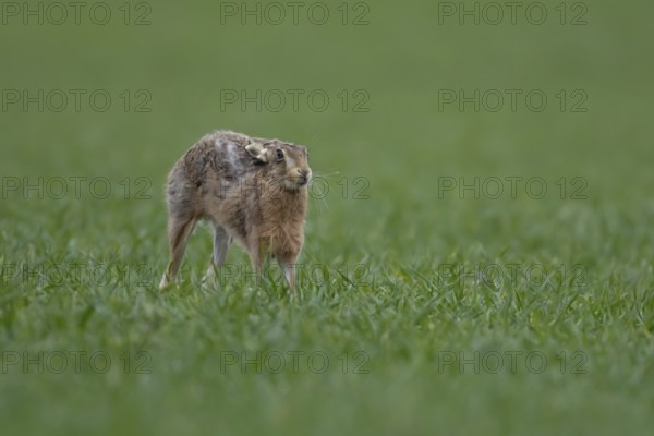 European brown hare (Lepus europaeus) adult animal stretching in a farmland cereal crop field in springtime, England, United Kingdom