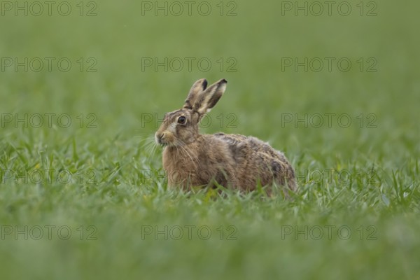 European brown hare (Lepus europaeus) adult animal feeding in a farmland cereal crop field in springtime, England, United Kingdom