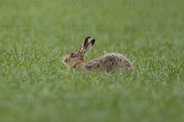 European brown hare (Lepus europaeus) adult animal in a farmland cereal crop field in springtime, England, United Kingdom