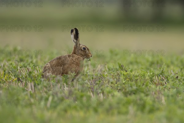 European brown hare (Lepus europaeus) adult animal feeding in a farmland field in springtime, England, United Kingdom