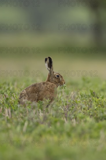 European brown hare (Lepus europaeus) adult animal feeding in a farmland field in springtime, England, United Kingdom
