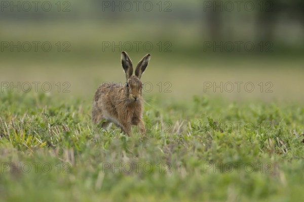 European brown hare (Lepus europaeus) adult animal running in a farmland field in springtime, England, United Kingdom