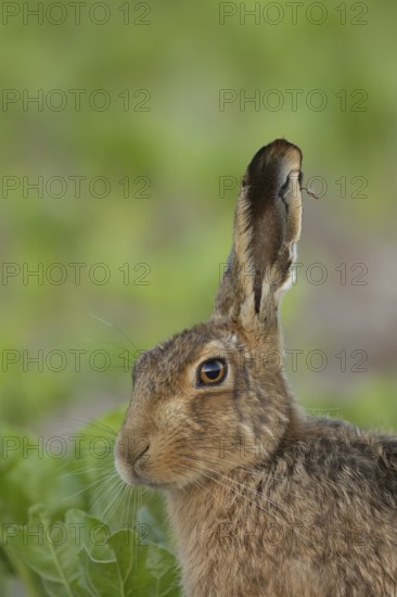 European brown hare (Lepus europaeus) adult animal in a arable farm sugar beet crop field in summer, England, United Kingdom