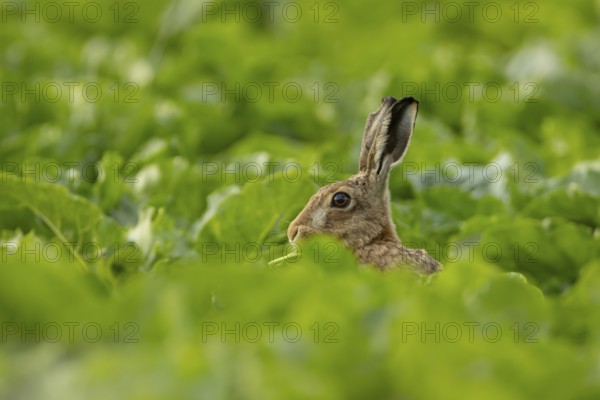 European brown hare (Lepus europaeus) adult animal in a arable farm sugar beet crop field in summer, England, United Kingdom