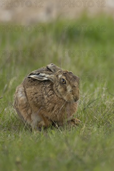 European brown hare (Lepus europaeus) adult animal in a farmland field in springtime, England, United Kingdom