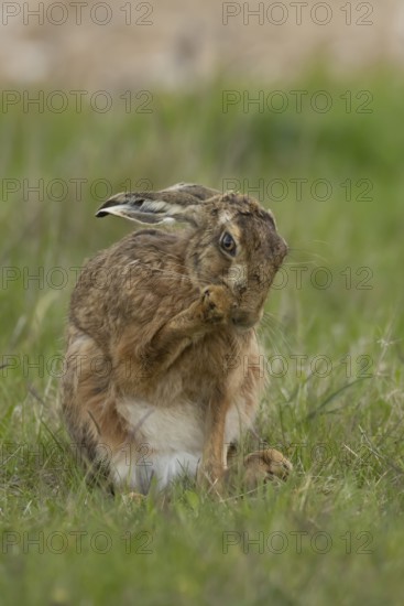 European brown hare (Lepus europaeus) adult animal washing its foot in a farmland field in springtime, England, United Kingdom