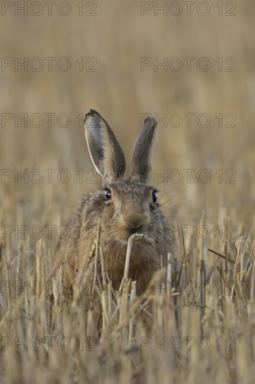 European brown hare (Lepus europaeus) adult animal eating a wheat sheath in a farmland field in summer, England, United Kingdom