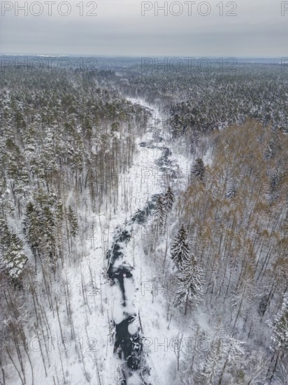 Aerial view, drone photo: Landscape covered by snow with fallen trees on the Briese river in the forest, landscape dammed by beavers, Briesetal, Barnim nature park Park, Brandenburg, Germany