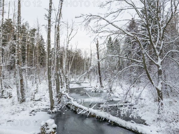 Aerial view, drone photo: Landscape covered by snow with fallen tree trunk on the Briese river in the forest, landscape dammed by beavers, Briesetal, Barnim nature park Park, Brandenburg, Germany