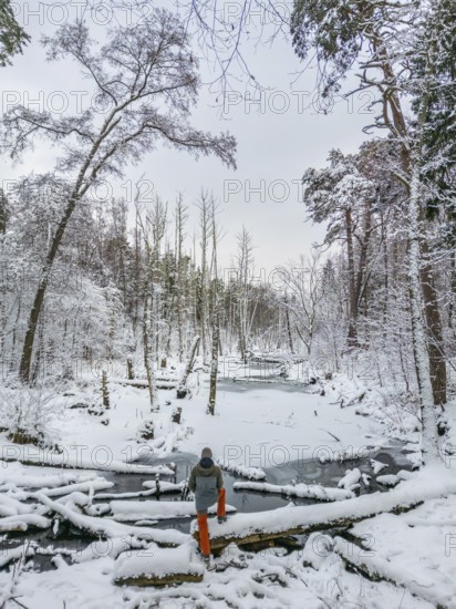 Aerial view, drone photo: Man hiking standing in the snow on a fallen tree trunk on the Briese river in the forest in winter, landscape dammed by beavers, Briesetal, Barnim nature park Park, Brandenburg, Germany