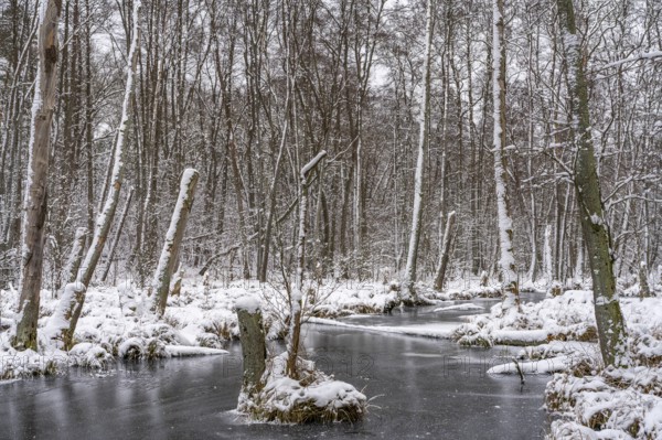 Landscape covered by snow with fallen trees on the Briese river in the forest in winter, landscape dammed by beavers, Briesetal, Barnim nature park Park, Brandenburg, Germany
