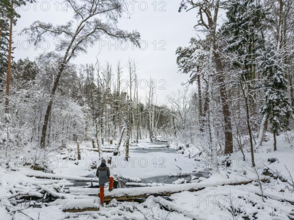 Aerial view, drone photo: Man hiking standing in the snow on a fallen tree trunk on the Briese river in the forest in winter, landscape dammed by beavers, Briesetal, Barnim nature park Park, Brandenburg, Germany