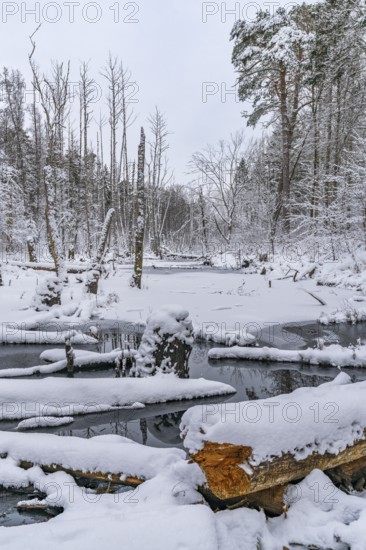 Landscape covered by snow with fallen trees on the Briese river in the forest in winter, landscape dammed by beavers, Briesetal, Barnim nature park Park, Brandenburg, Germany