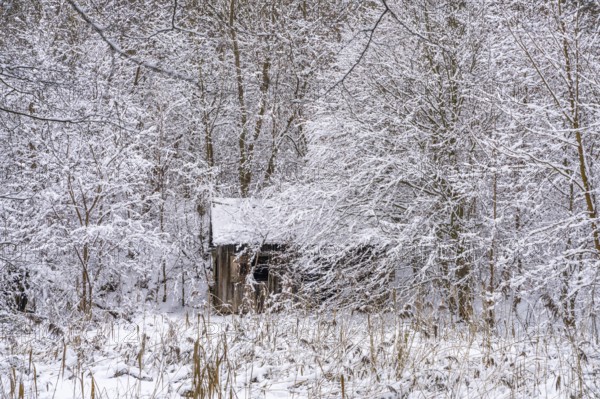 Abandoned wooden hut in snow-covered forest landscape in winter, Briesetal, Barnim nature park Park, Brandenburg, Germany