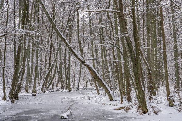 Landscape covered by snow on the Briese river in the forest in winter, landscape dammed by beavers, Briesetal, Barnim nature park Park, Brandenburg, Germany