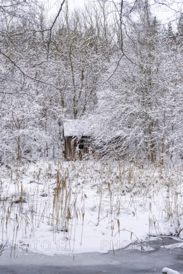 Abandoned wooden hut in snow-covered forest landscape in winter, Briesetal, Barnim nature park Park, Brandenburg, Germany