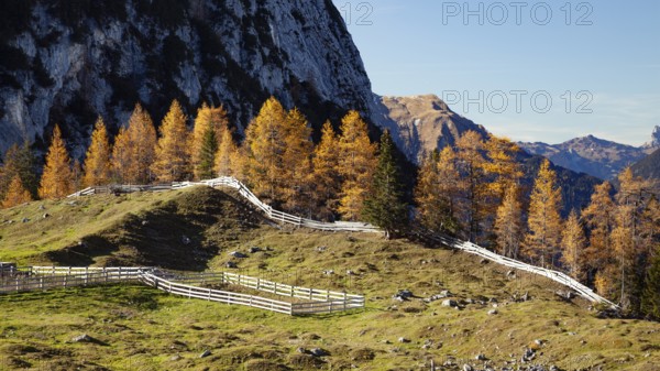 Larches (Larix decidua), on the way to Seebensee, autumn in the Alps, Tyrol. Austria