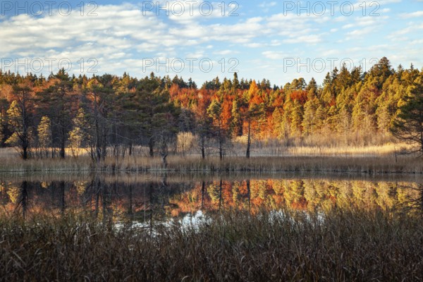 Autumn at the Osterseen, Weilheim-Schongau district, Upper Bavaria, Germany