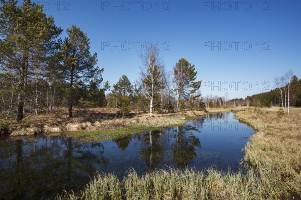 Ellbach im Ellbachmoor, high moor with pines and birches, Bad Tölz, Upper Bavaria, Germany