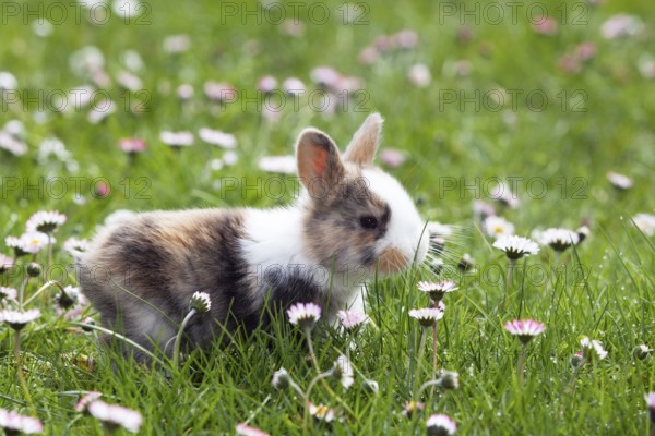 Rabbit (Oryctolagus cuniculus), on a flower meadow in the garden, daisy (Bellis perennis), Upper Bavaria, Germany