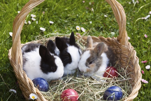 Rabbit (Oryctolagus cuniculus) in Easter nest on flower meadow in garden, Upper Bavaria, Germany