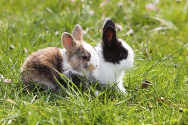 Rabbits (Oryctolagus cuniculus), on flower meadow in garden, Upper Bavaria, Germany / Rabbits (Oryctolagus cuniculus), on meadow, Upper Bavaria, Germany