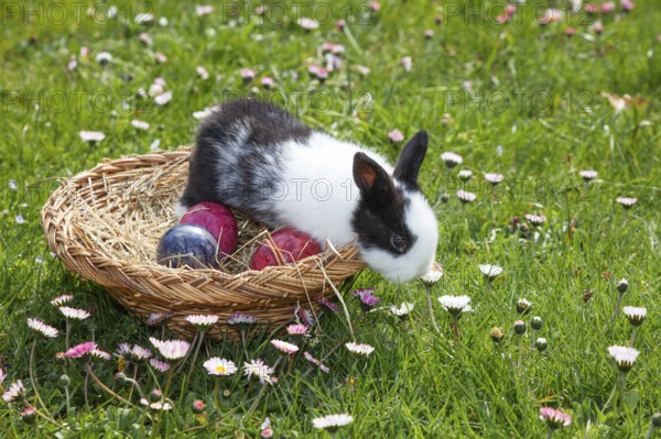 Rabbit (Oryctolagus cuniculus) in Easter nest on flower meadow in the garden, daisy (Bellis perennis), Upper Bavaria, Germany