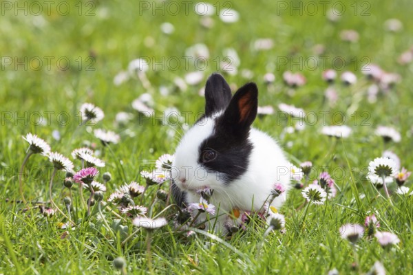 Rabbit (Oryctolagus cuniculus), in flower meadow in the garden, daisy (Bellis perennis), Upper Bavaria, Germany