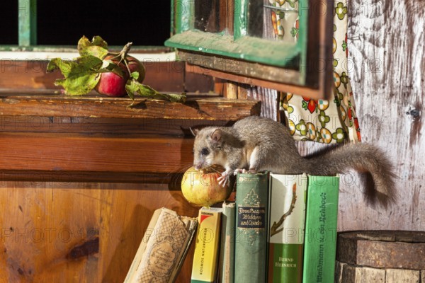 Dormouse (Glis glis), eating apple in garden shed, Upper Bavaria, Germany / Fat Dormouse (Glis glis) in garden hut (Glis glis), Upper Bavaria, Germany