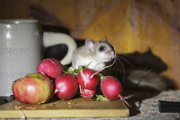 Dormouse (Glis glis), at a snack in a hut, garden shed, Upper Bavaria, Germany