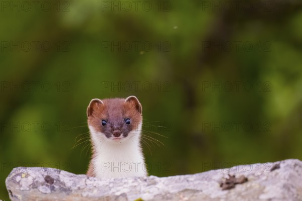 Båtsfjord, Troms, Norway, A curious stoat (Mustela erminea) looks over a stone wall against a blurred green background