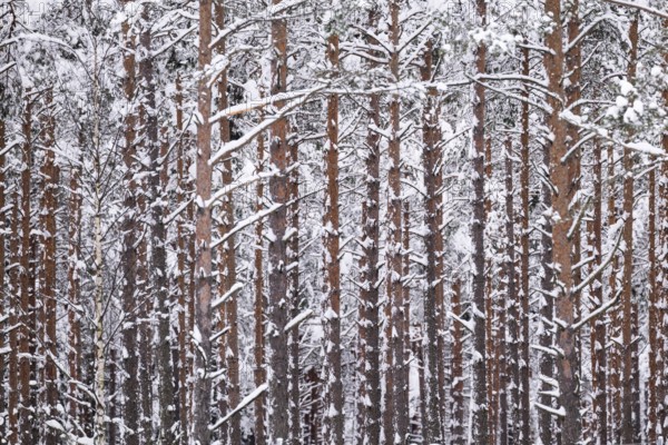 Snowy pine forest, Jönköping, Jönköpings län, Sweden