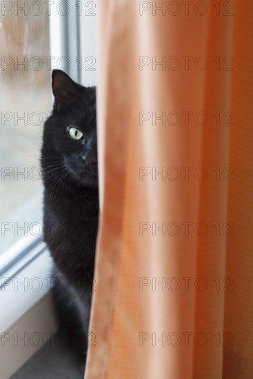 Black domestic cat (Felis catus domesticus), in flat behind curtain, house, Germany