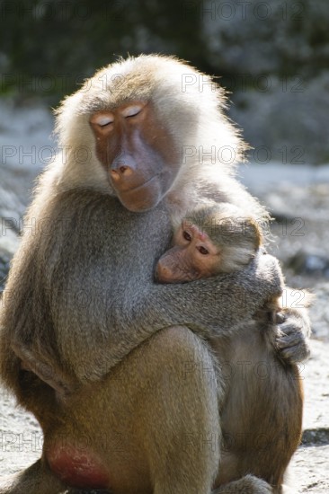 Mantled baboons (Papio hamadryas), mother with baby, zoo, Africa, captive