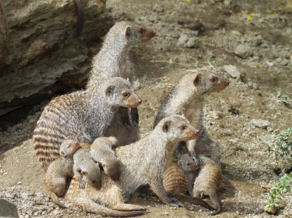 Zebra mongoose (Mungo mongoose), family with babies, Africa, captive
