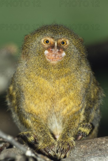 Pygmy marmoset, Callithrix pygmaea, Cebulla, rainforest, South America, captive