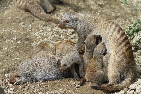 Zebra mongoose (Mungos mungo), family with babies, suckling, Africa, captive