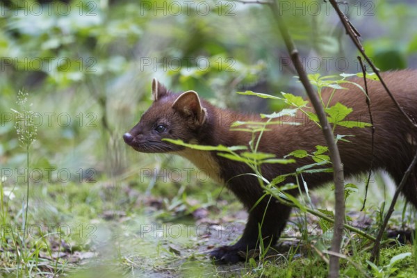 Pine marten (Martes martes), Bavaria, Germany, Europe, captive