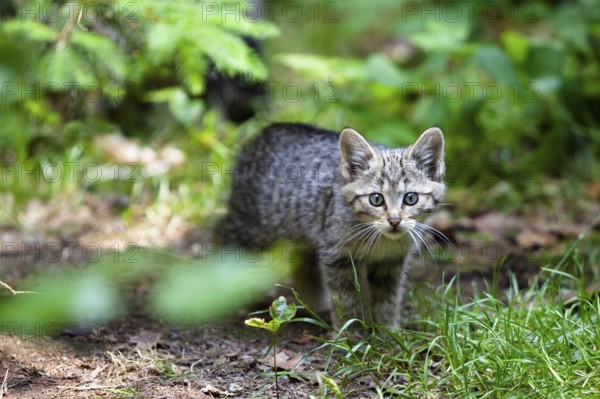 Young European wildcat (Felis silvestris), Bavarian Forest National Park, Lower Bavaria, Germany, Europe, captive