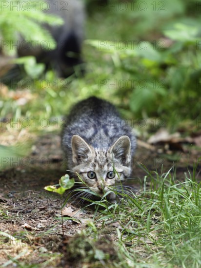 Young European wildcat (Felis silvestris), lurking, creeping up, Bavarian Forest National Park, Lower Bavaria, Germany, Europe, captive