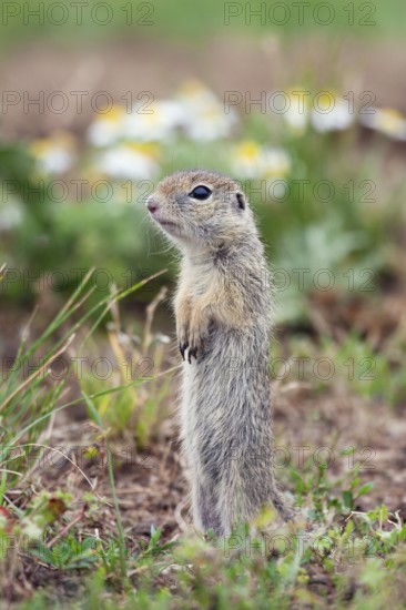 Young male ground squirrel (Spermophilus citellus), eastern Slovakia