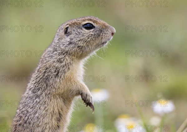Squirrel making males (Spermophilus citellus), Eastern Slovakia