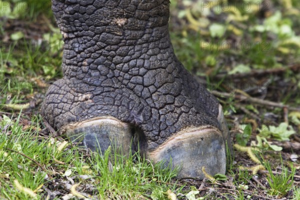 One-toed rhinoceros (Rhinoceros unicornis), odd-toed ungulate, foot, three toes, India, zoo, captive