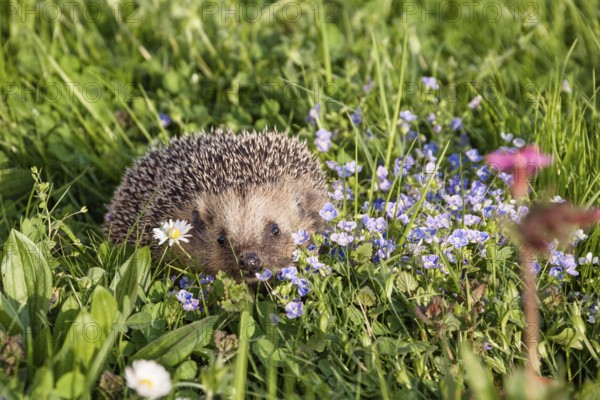 Hedgehog in spring on a flower meadow, (Erinaceus europaeus), in the garden, Upper Bavaria, Germany
