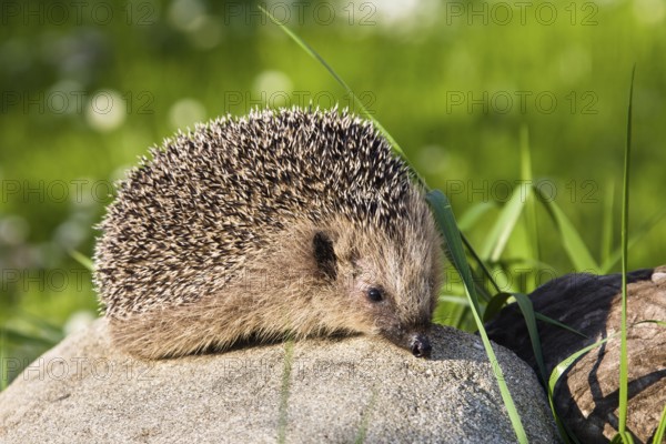 Hedgehog (Erinaceus europaeus), in the garden, Upper Bavaria, Germany