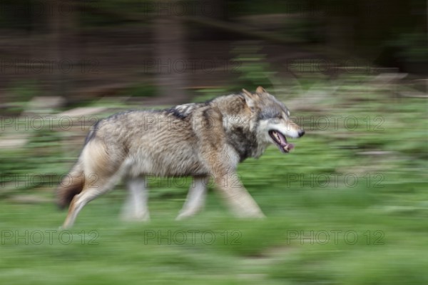 European (Canis lupus), wolf running, movement, Germany, Europe, captive