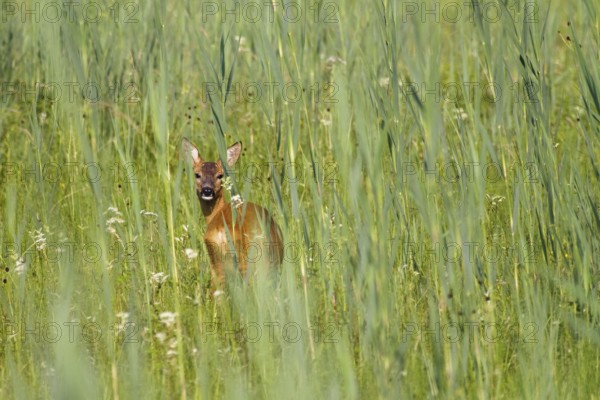Roe deer in meadow (Capreolus capreolus), Upper Bavaria, Germany